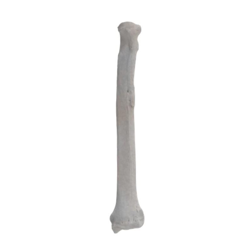Kość Psa promieniowa Standard Cabiomede