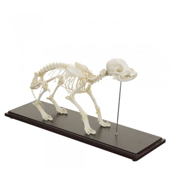 Prawdziwy anatomiczny szkielet psa - HeineScientific