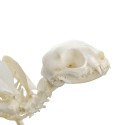 Prawdziwy anatomiczny szkielet kota - HeineScientific