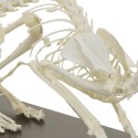 Prawdziwy anatomiczny szkielet kota - HeineScientific