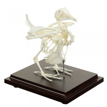 Prawdziwy anatomiczny szkielet gołębia - HeineScientific