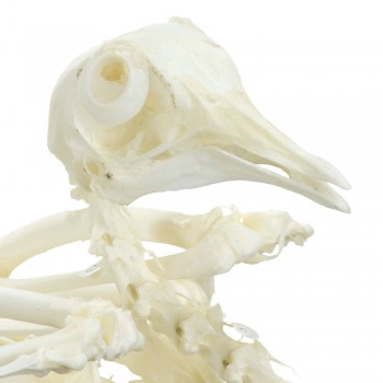 Prawdziwy anatomiczny szkielet gołębia - HeineScientific