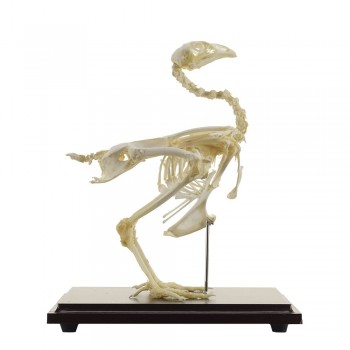 Prawdziwy anatomiczny szkielet kury - HeineScientific