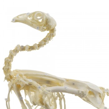 Prawdziwy anatomiczny szkielet kury - HeineScientific