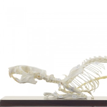 Prawdziwy anatomiczny szkielet szczura - HeineScientific