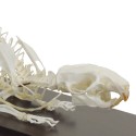 Prawdziwy anatomiczny szkielet szczura - HeineScientific