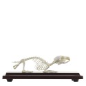 Prawdziwy anatomiczny szkielet świnki morskiej - HeineScientific