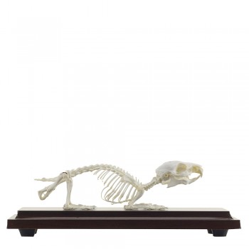 Prawdziwy anatomiczny szkielet świnki morskiej - HeineScientific