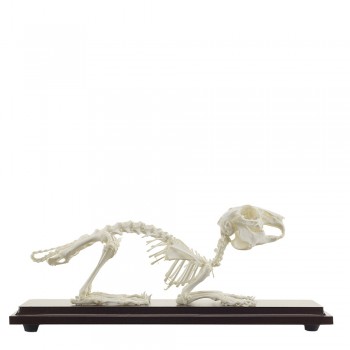 Prawdziwy anatomiczny szkielet królika - HeineScientific