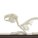 Prawdziwy anatomiczny szkielet królika - HeineScientific