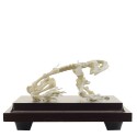Prawdziwy anatomiczny szkielet żaby - HeineScientific