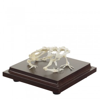 Prawdziwy anatomiczny szkielet żaby - HeineScientific