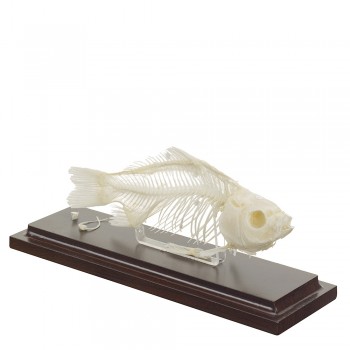 Prawdziwy anatomiczny szkielet ryby - HeineScientific