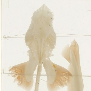 Prawdziwy anatomiczny szkielet rekina - HeineScientific