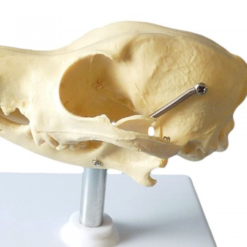 Szczegółowy model czaszki psa - HeineScientific