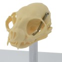Model czaszki kota - HeineScientific