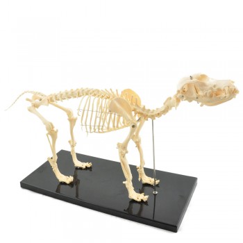 Model szkielet małego psa - HeineScientific