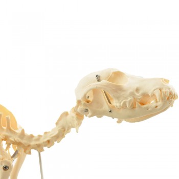 Model szkielet małego psa - HeineScientific