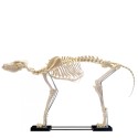 Model szkielet dużego psa - HeineScientific