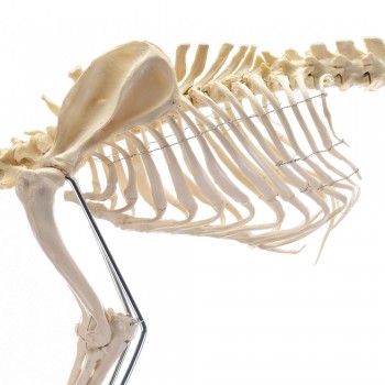Model szkielet dużego psa - HeineScientific