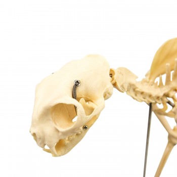 Model szkielet kota - HeineScientific