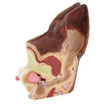 Model ucho psa - HeineScientific