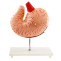 Model anatomiczny żołądka psa - HeineScientific