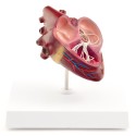 Model serce psa z robakiem - HeineScientific