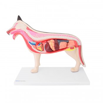 Model anatomiczny psa - HeineScientific