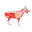 Model anatomiczny psa - HeineScientific