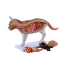 Model anatomiczny kota - HeineScientific
