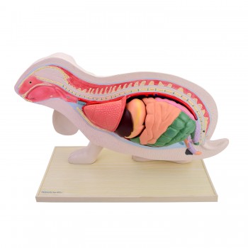 Model anatomiczny królika - HeineScientific