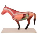 Model anatomiczny konia - HeineScientific