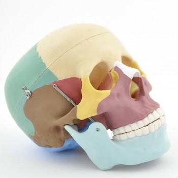 Kolorowy model czaszki HeineScientific
