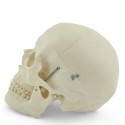 Model ludzkiej czaszki HeineScientific