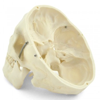 Model ludzkiej czaszki HeineScientific