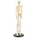 Mini szkielet HeineScientific