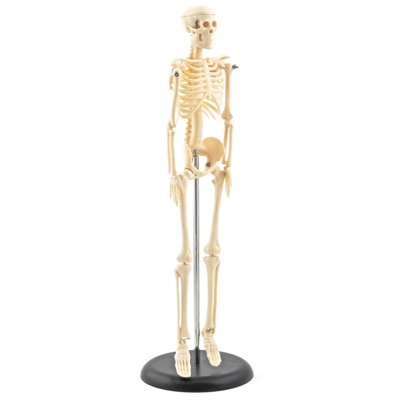 Mini szkielet HeineScientific