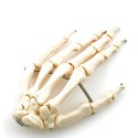 Model szkieletu HeineScientific