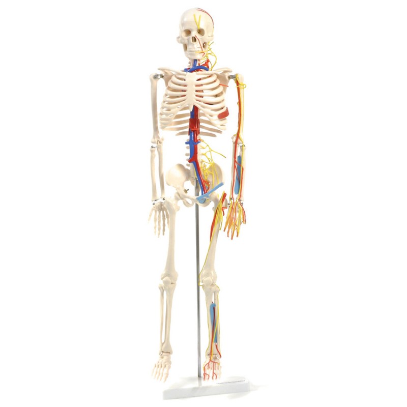 Anatomiczny szkielet HeineScientific