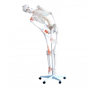 Szkielet ludzki naturalnej wielkości z elastycznym kręgosłupem HeineScientific