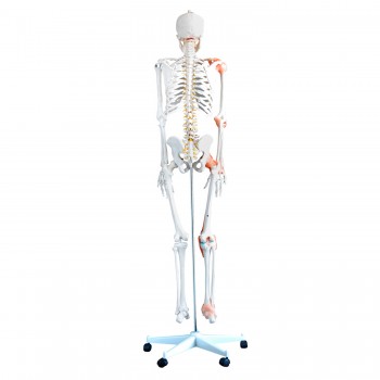 Szkielet ludzki naturalnej wielkości z elastycznym kręgosłupem HeineScientific