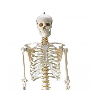 Szkielet Człowieka HeineScientific - Model Anatomiczny 180cm