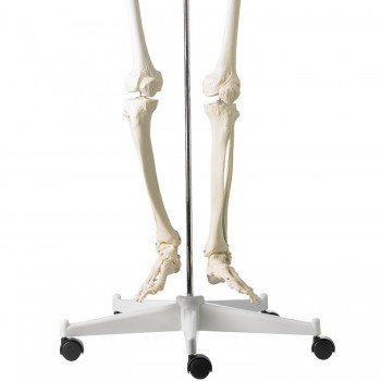 Szkielet Człowieka HeineScientific - Model Anatomiczny 180cm