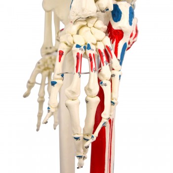Model szkieletu naturalnej wielkości HeineScientific