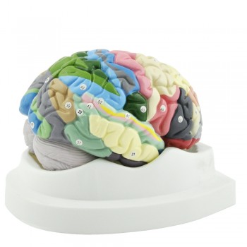 Model mózgu (17 x 19,5 x 15cm) HeineScientific