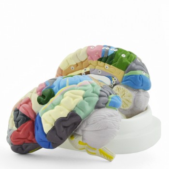 Model mózgu (17 x 19,5 x 15cm) HeineScientific