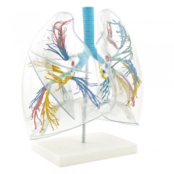 Przezroczysty model płuc HeineScientific