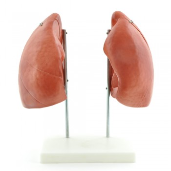 Model płuc (20 x 30 x 15cm) HeineScientific