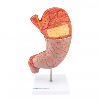 Model żołądka (25 x 13 x 6cm) HeineScientific